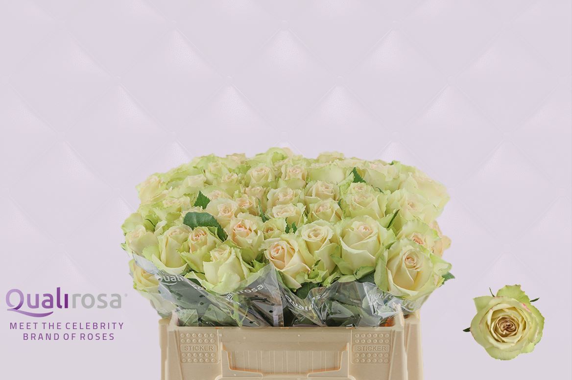 Срезанные цветы оптом Rosa large hypnose от 50шт из Голландии с доставкой по России