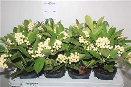 Горшечные цветы и растения оптом Skim Ja Oberries Whi от 8шт из Голландии с доставкой по России