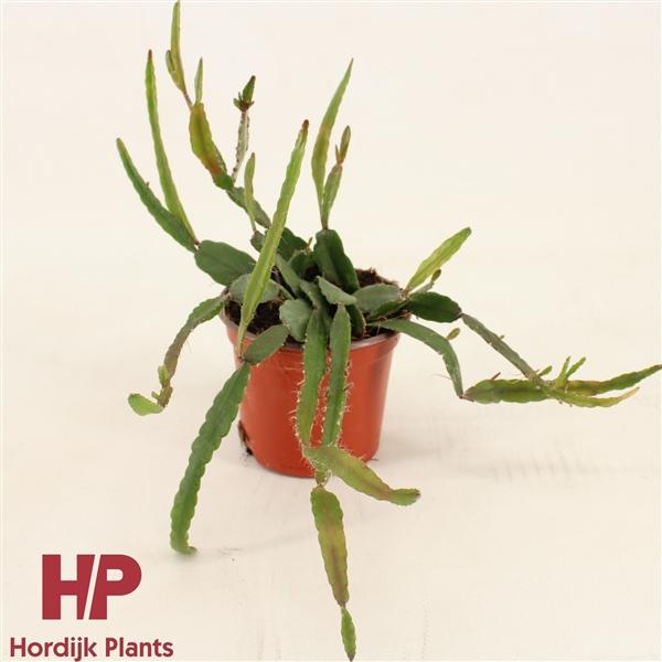 Горшечные цветы и растения оптом Rhipsalis Agudoensis от 14шт (для телеги) из Голландии с доставкой по России
