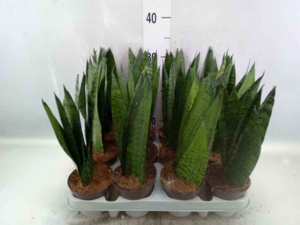 Горшечные цветы и растения оптом Sansevieria Zeylanica от 12шт из Голландии с доставкой по России