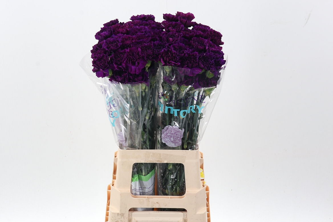Срезанные цветы оптом Dianthus st florigene moontea от 80шт.. из Голландии с доставкой по России