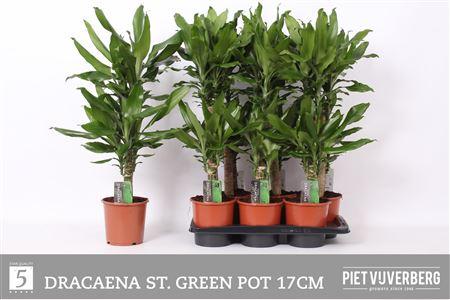 Горшечные цветы и растения оптом Dra Frag Steudneri 45-20 Cm от 6шт из Голландии с доставкой по России