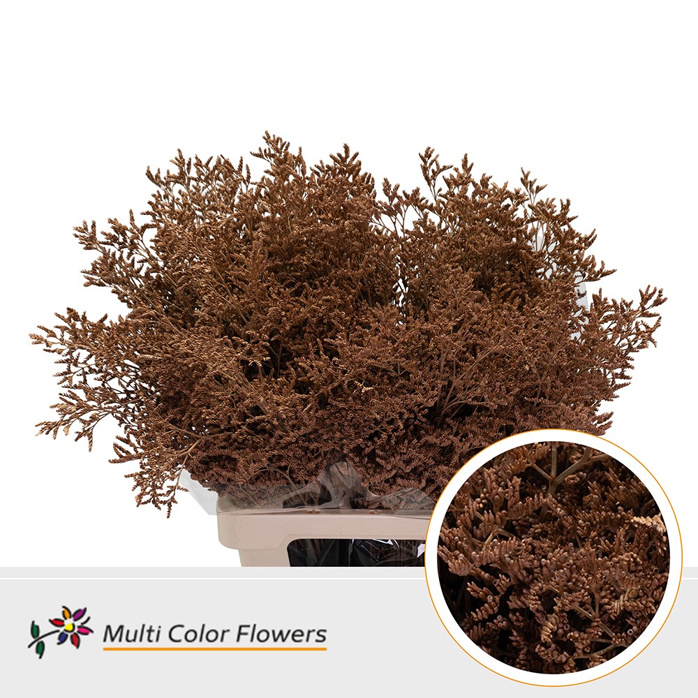 Срезанные цветы оптом Limonium paint caramel от 50шт. из Голландии с доставкой по России