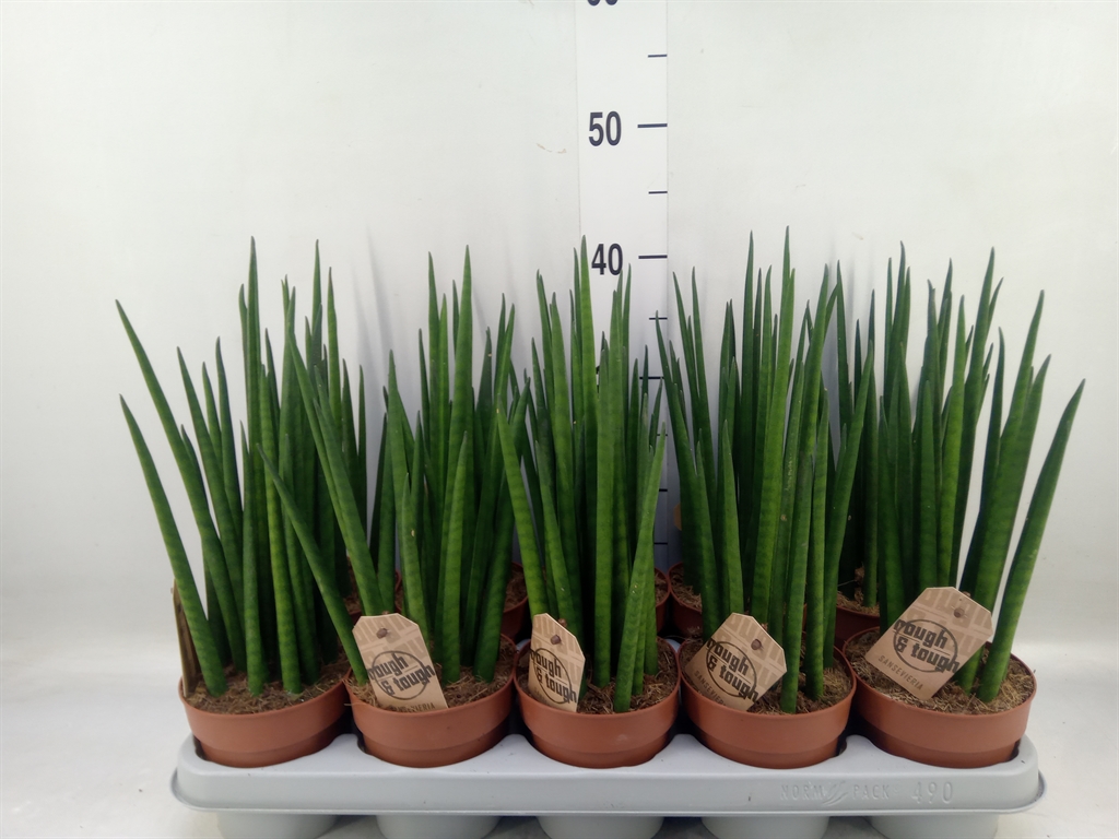 Горшечные цветы и растения оптом Sansevieria Bacularis от 10шт из Голландии с доставкой по России