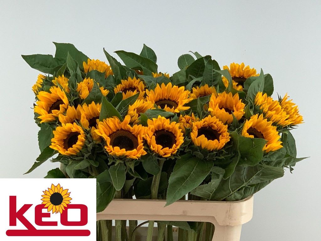 Срезанные цветы оптом Helianthus sunrich orange от 30шт. из Голландии с доставкой по России
