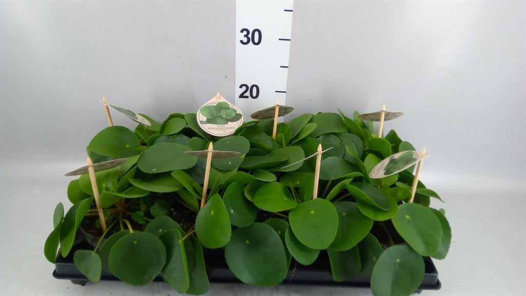 Горшечные цветы и растения оптом Pilea Peperomioides от 8шт из Голландии с доставкой по России