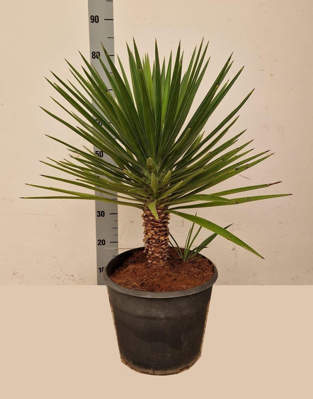 Горшечные цветы и растения оптом Yucca от 1шт из Голландии с доставкой по России