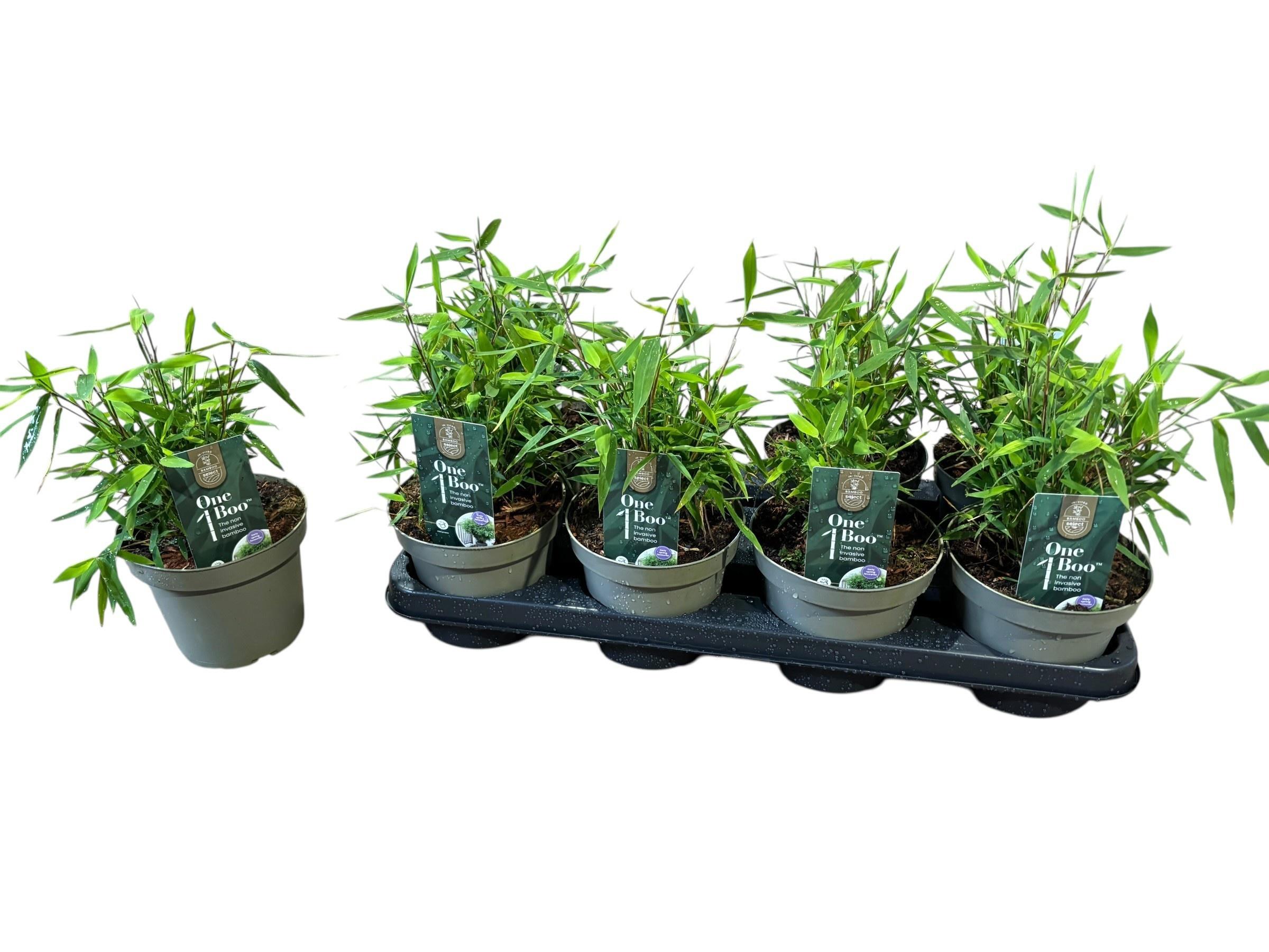 Горшечные цветы и растения оптом Farg Ov от 8шт из Голландии с доставкой по России