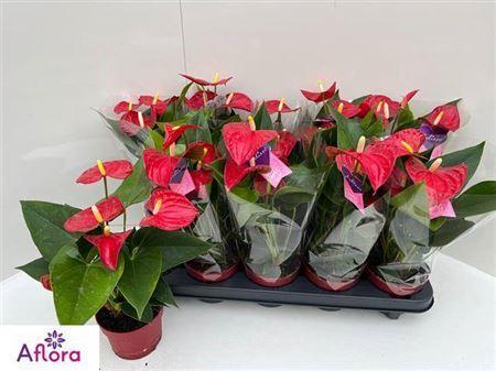 Горшечные цветы и растения оптом ** Anthu An Bambino Red 5+ * Winter Promo * от 10шт из Голландии с доставкой по России