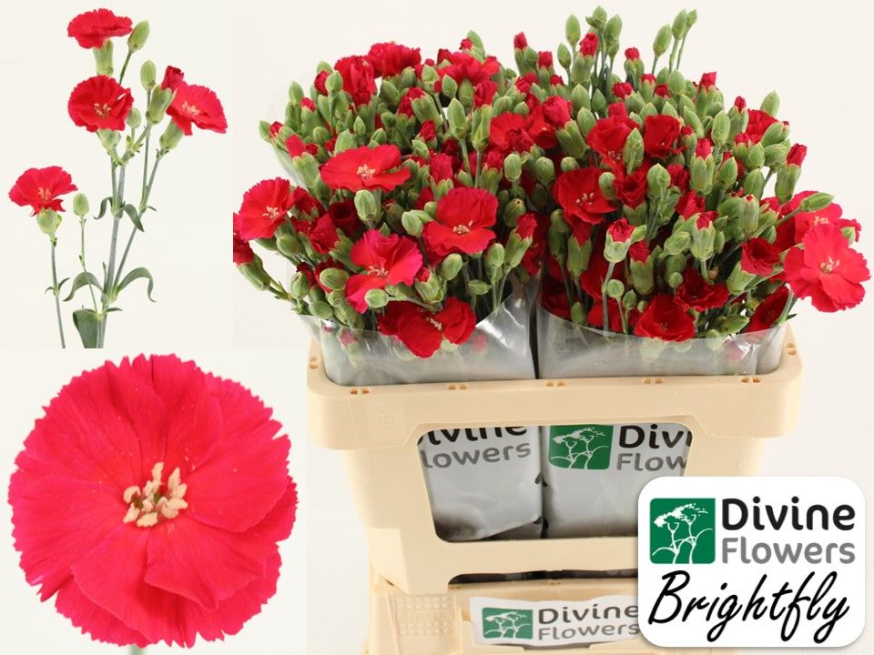 Срезанные цветы оптом Dianthus sp solandis brightfly от 60шт из Голландии с доставкой по России