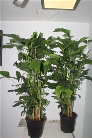 Горшечные цветы и растения оптом Caryota Mitis 30pp от 1шт из Голландии с доставкой по России