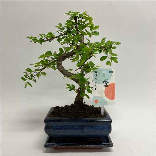 Горшечные цветы и растения оптом Bonsai Zelkova S-shape Traditional от 11шт из Голландии с доставкой по России