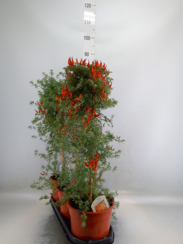 Горшечные цветы и растения оптом Lotus Corniculatus от 3шт из Голландии с доставкой по России