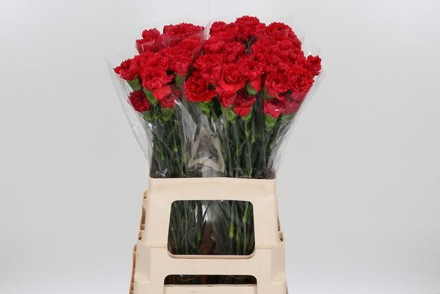 Срезанные цветы оптом Dianthus st red от 80шт из Голландии с доставкой по России