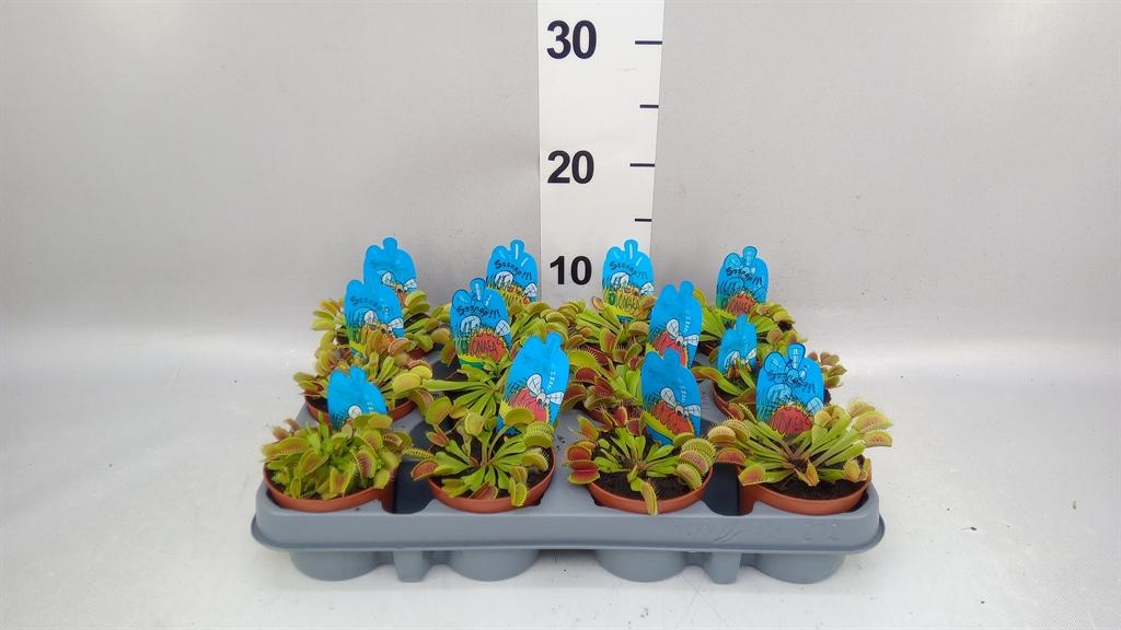 Горшечные цветы и растения оптом Dionaea Muscipula A от 12шт (для телеги) из Голландии с доставкой по России