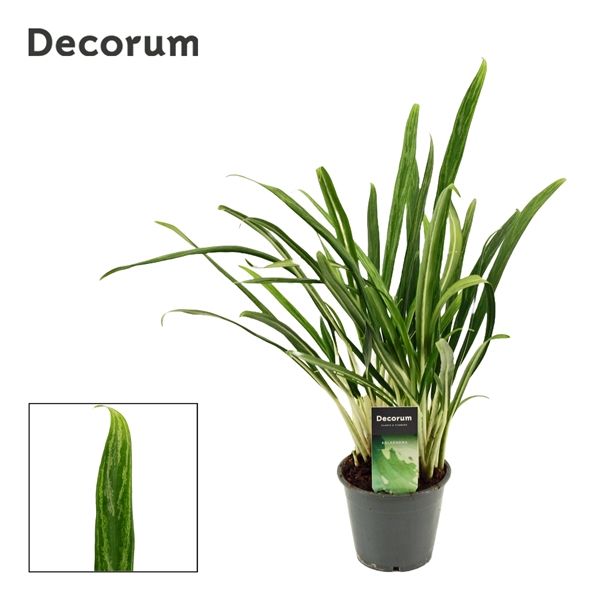 Горшечные цветы и растения оптом Aglaonema Bit Kisses (decorum) от 10шт из Голландии с доставкой по России