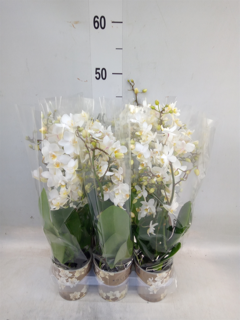 Горшечные цветы и растения оптом Phalaenopsis Multi.   ...white от 6шт (для телеги) из Голландии с доставкой по России