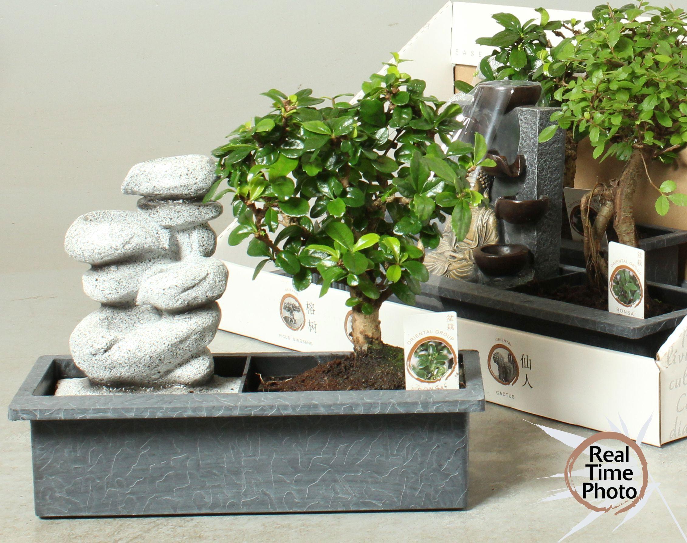 Горшечные цветы и растения оптом Bonsai Gem от 3шт из Голландии с доставкой по России