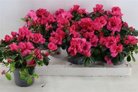 Горшечные цветы и растения оптом Azalea Dark Pink от 6шт из Голландии с доставкой по России