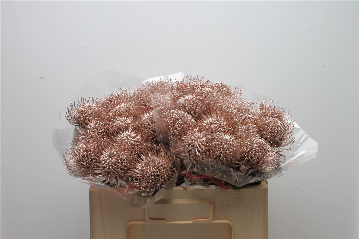 Срезанные цветы оптом Nutans paint champagne от 30шт из Голландии с доставкой по России