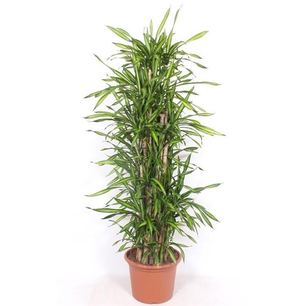 Горшечные цветы и растения оптом Dracaena Riki от 1шт из Голландии с доставкой по России