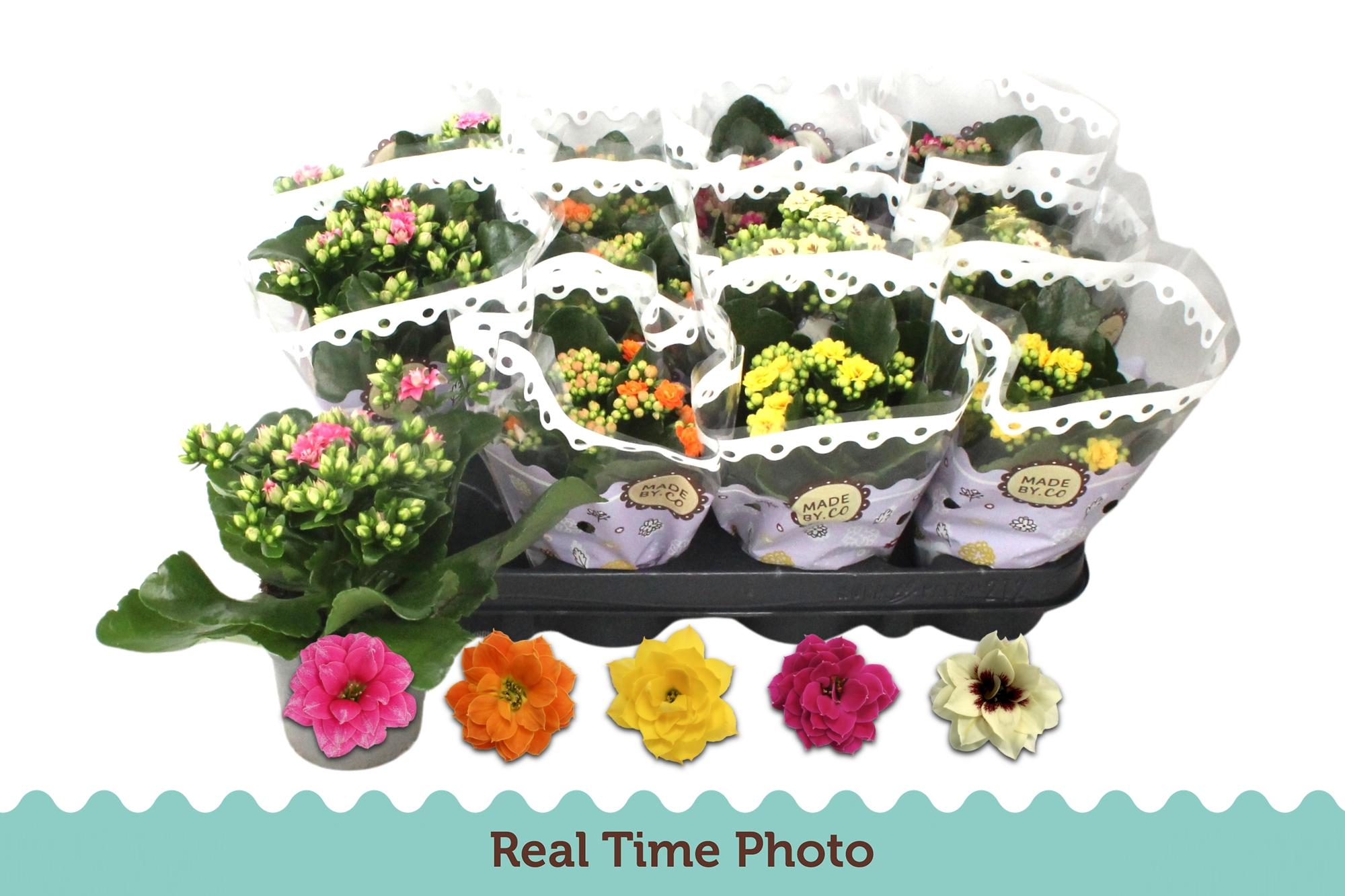 Горшечные цветы и растения оптом Kal Ge Gem 5 Kl от 12шт (для телеги) из Голландии с доставкой по России