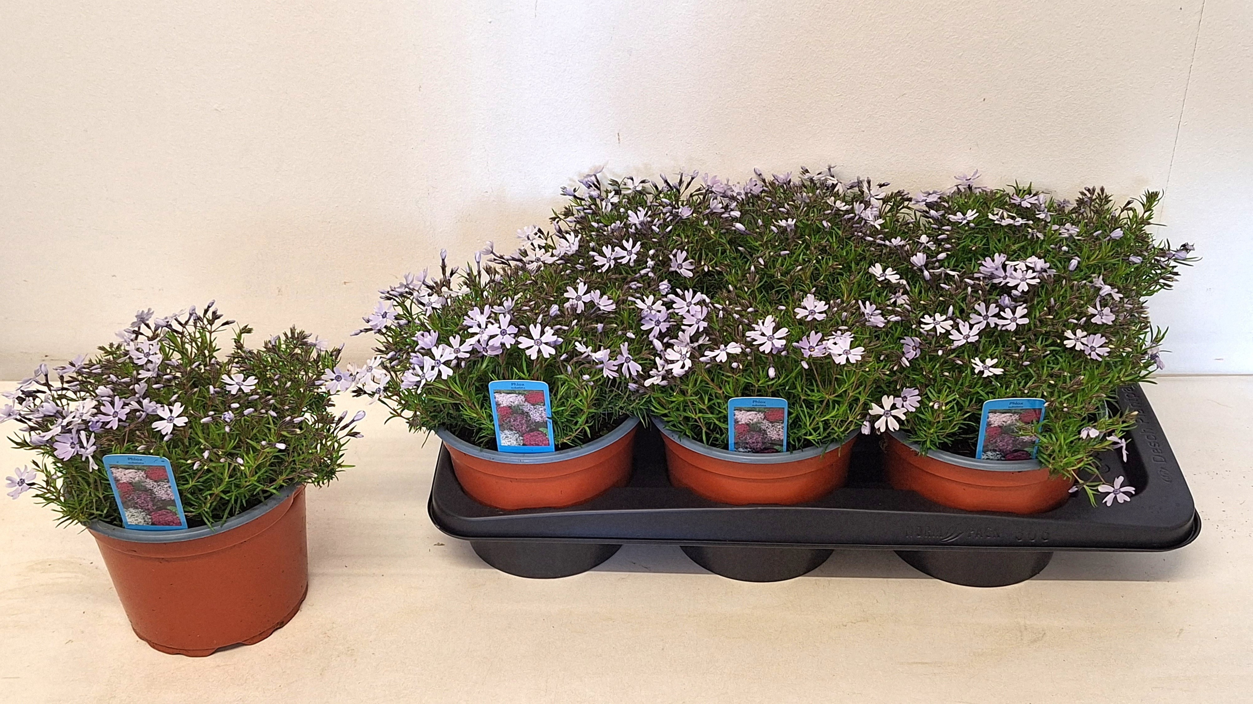 Горшечные цветы и растения оптом Phlox S Fab Blu Viol от 6шт из Голландии с доставкой по России