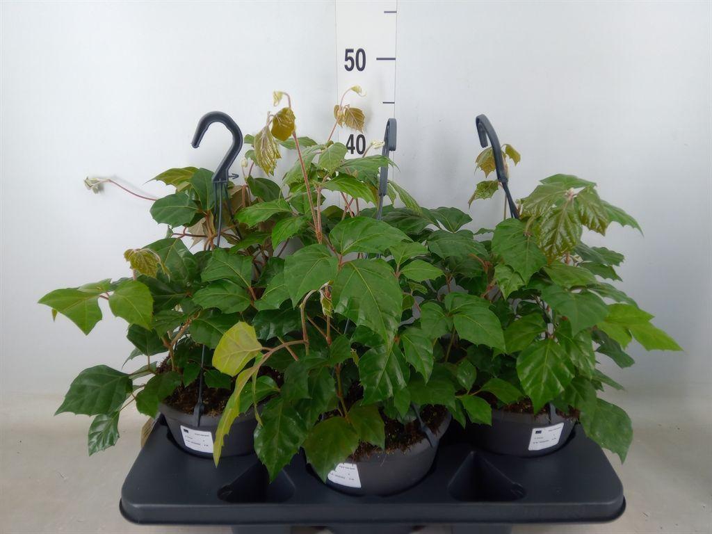 Горшечные цветы и растения оптом Cissus Rhombifolia от 3шт из Голландии с доставкой по России