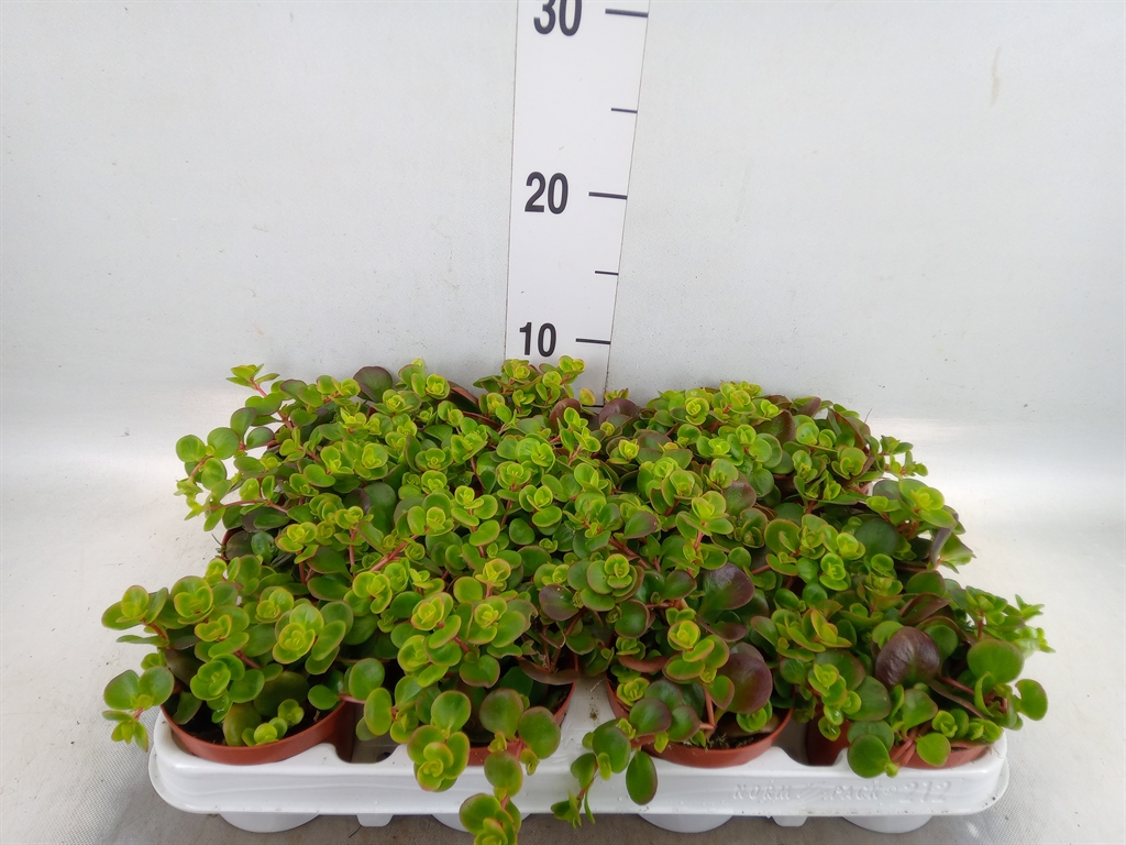 Горшечные цветы и растения оптом Sedum   ... от 12шт (для телеги) из Голландии с доставкой по России