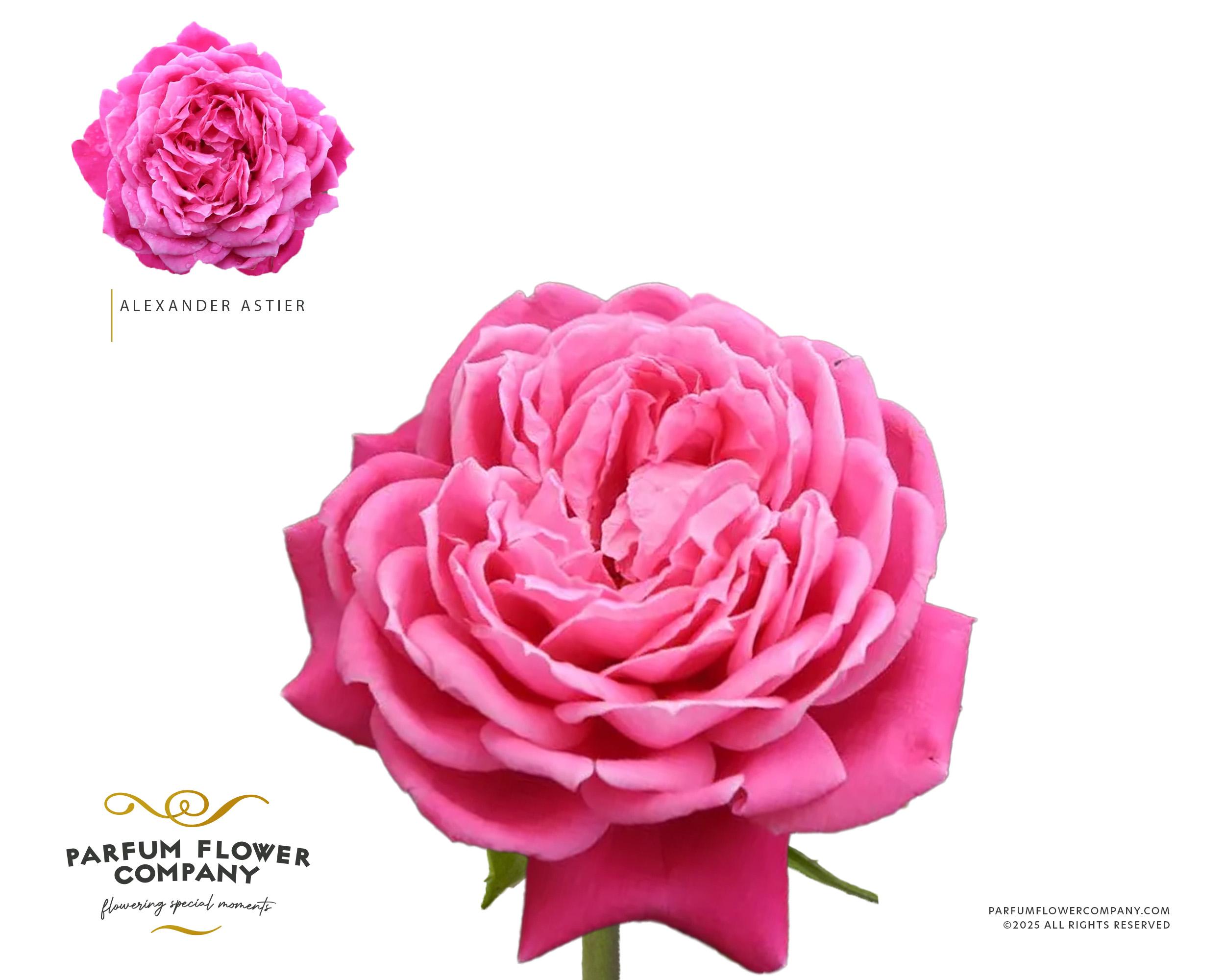 Срезанные цветы оптом Rosa garden alexander astier от 24шт из Голландии с доставкой по России