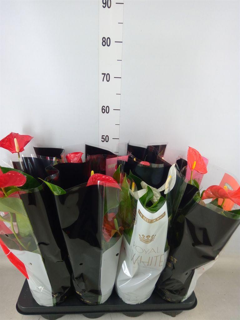 Горшечные цветы и растения оптом Anthurium   ...mix от 8шт из Голландии с доставкой по России