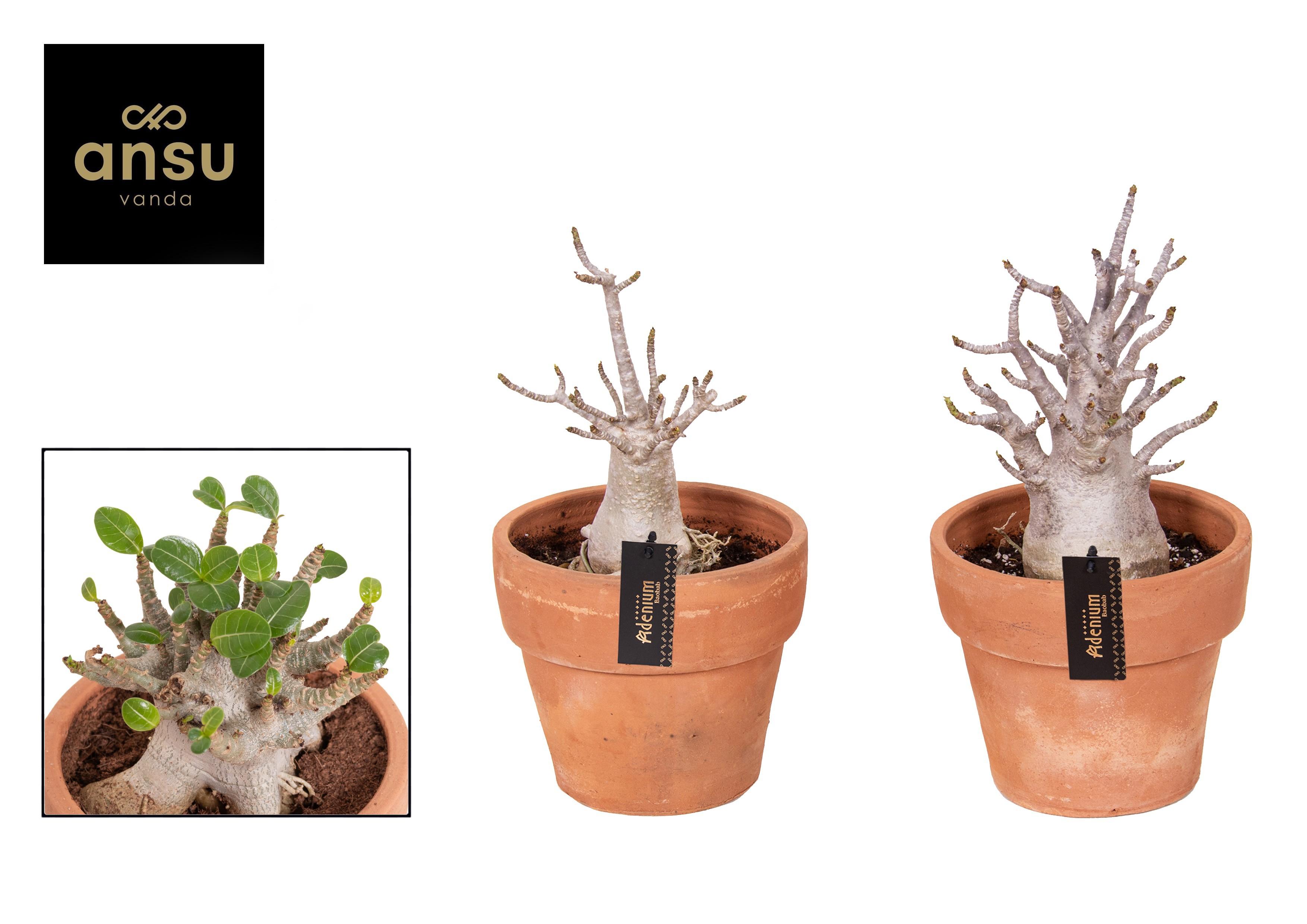 Горшечные цветы и растения оптом Adenium Ansu Baobab In Terracotta Pot от 1шт из Голландии с доставкой по России
