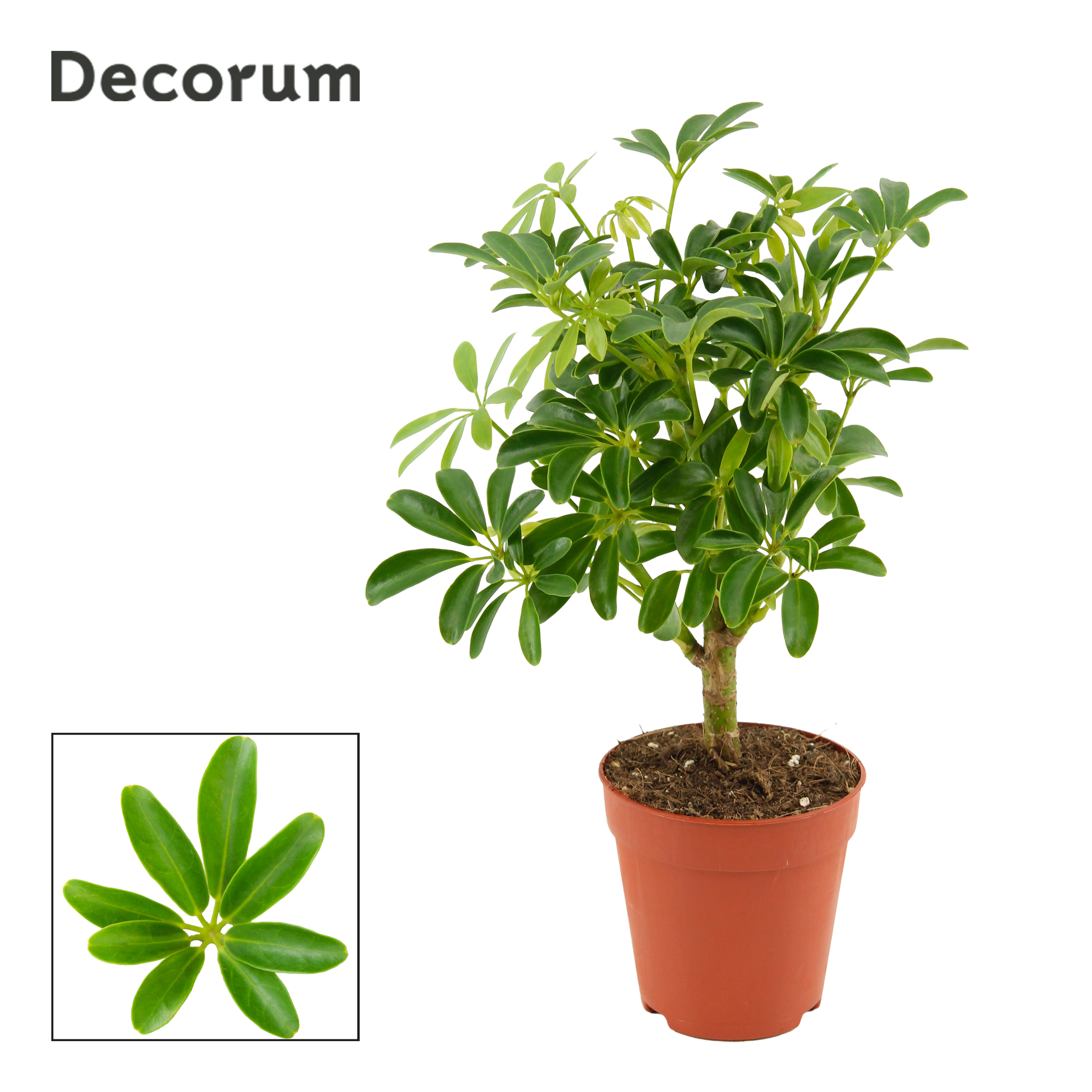 Горшечные цветы и растения оптом Schefflera Luseana On Stem (decorum) от 18шт (для телеги) из Голландии с доставкой по России