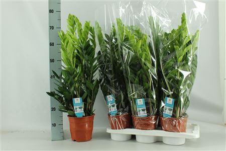 Горшечные цветы и растения оптом Zamio Zamiifolia 3-4 P17 Spring Deal от 6шт из Голландии с доставкой по России