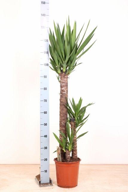 Горшечные цветы и растения оптом Yucca от 1шт из Голландии с доставкой по России