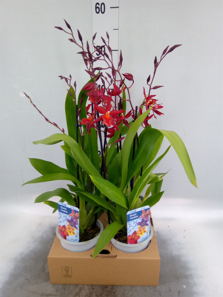 Горшечные цветы и растения оптом Orchideeen   ... от 4шт из Голландии с доставкой по России