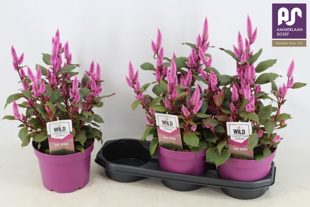 Горшечные цветы и растения оптом Cel Wild Pink от 3шт из Голландии с доставкой по России