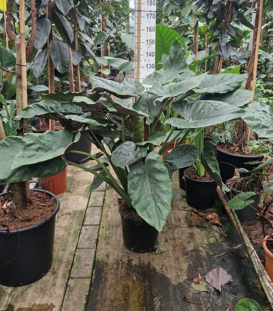 Горшечные цветы и растения оптом Alocasia Wentii Bush от 1шт (для телеги) из Голландии с доставкой по России