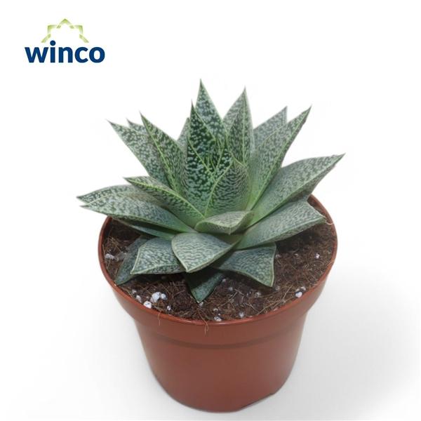 Горшечные цветы и растения оптом Aloe D Tiga от 6шт из Голландии с доставкой по России