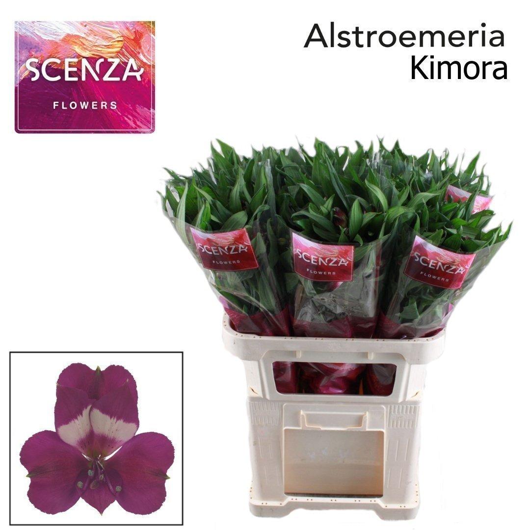 Срезанные цветы оптом Alstroemeria kimora от 60шт из Голландии с доставкой по России