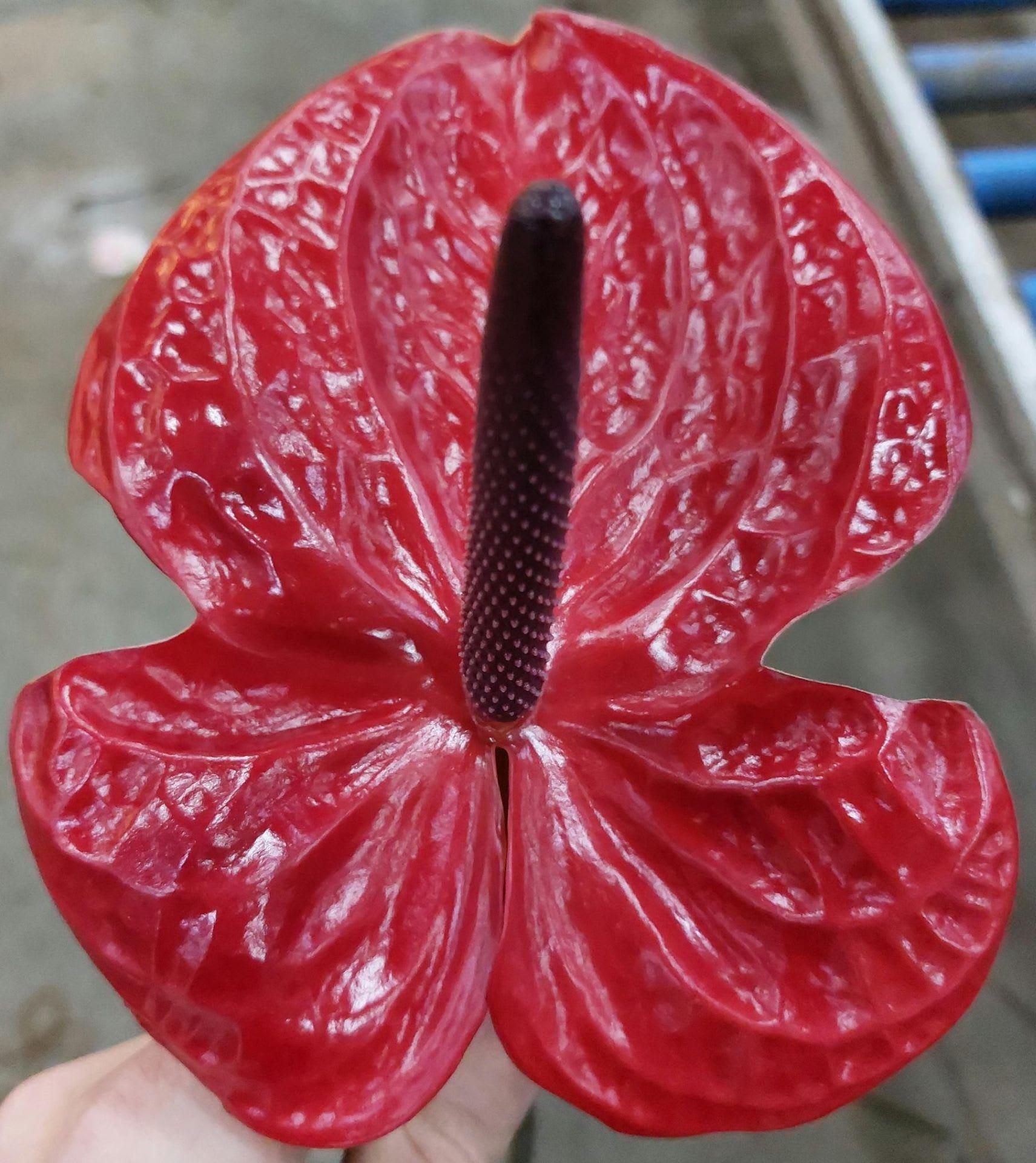 Срезанные цветы оптом Anthurium impulz от 12шт из Голландии с доставкой по России