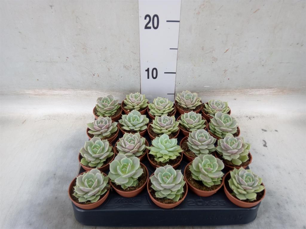 Горшечные цветы и растения оптом Echeveria   ... от 20шт (для телеги) из Голландии с доставкой по России