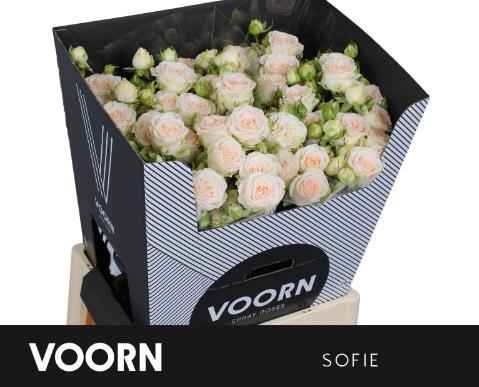 Срезанные цветы оптом Rosa sp sofie от 20шт из Голландии с доставкой по России