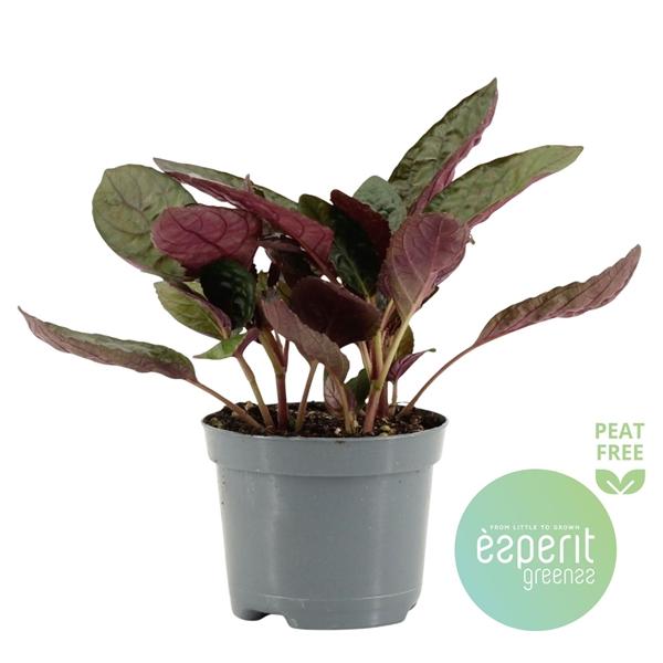 Горшечные цветы и растения оптом Hemigraphis Red Flame от 21шт (для телеги) из Голландии с доставкой по России Горшечные цветы и растения оптом Hemigraphis Red Flame от 21шт (для телеги) из Голландии с доставкой по России