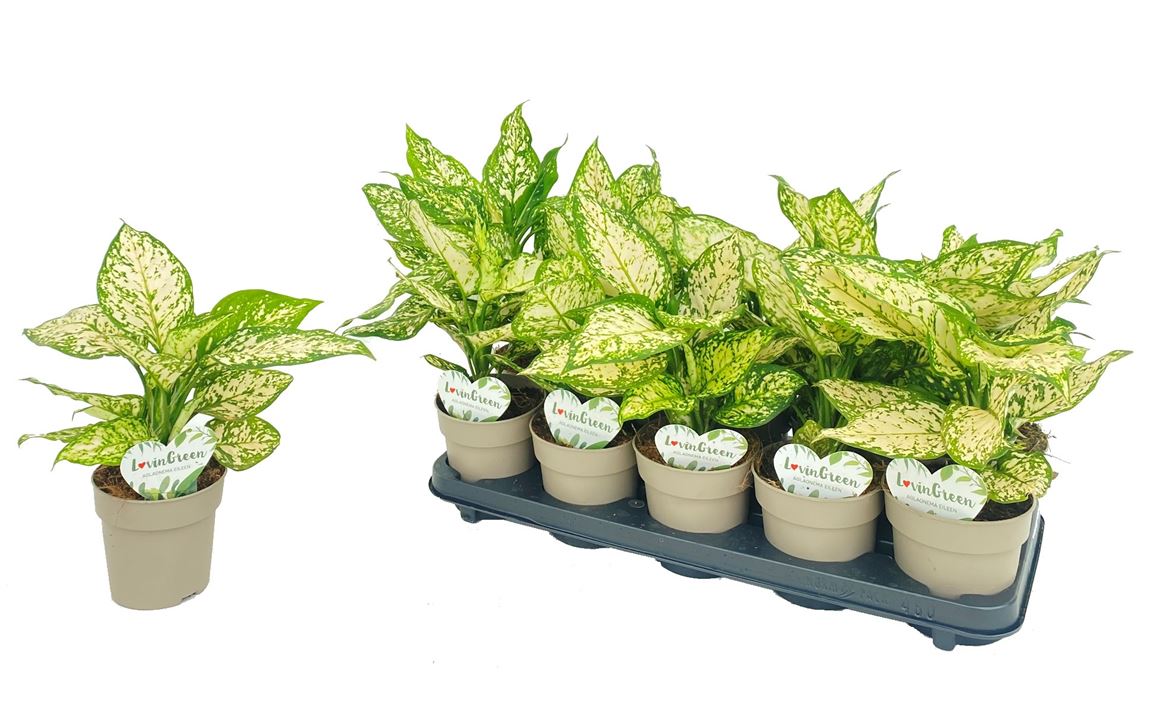 Горшечные цветы и растения оптом Aglaonema Eileen от 10шт из Голландии с доставкой по России