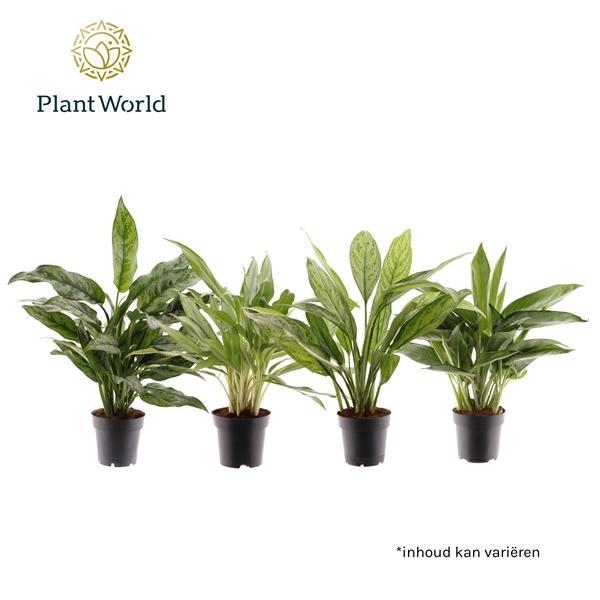 Горшечные цветы и растения оптом Aglaonema Mix от 7шт из Голландии с доставкой по России