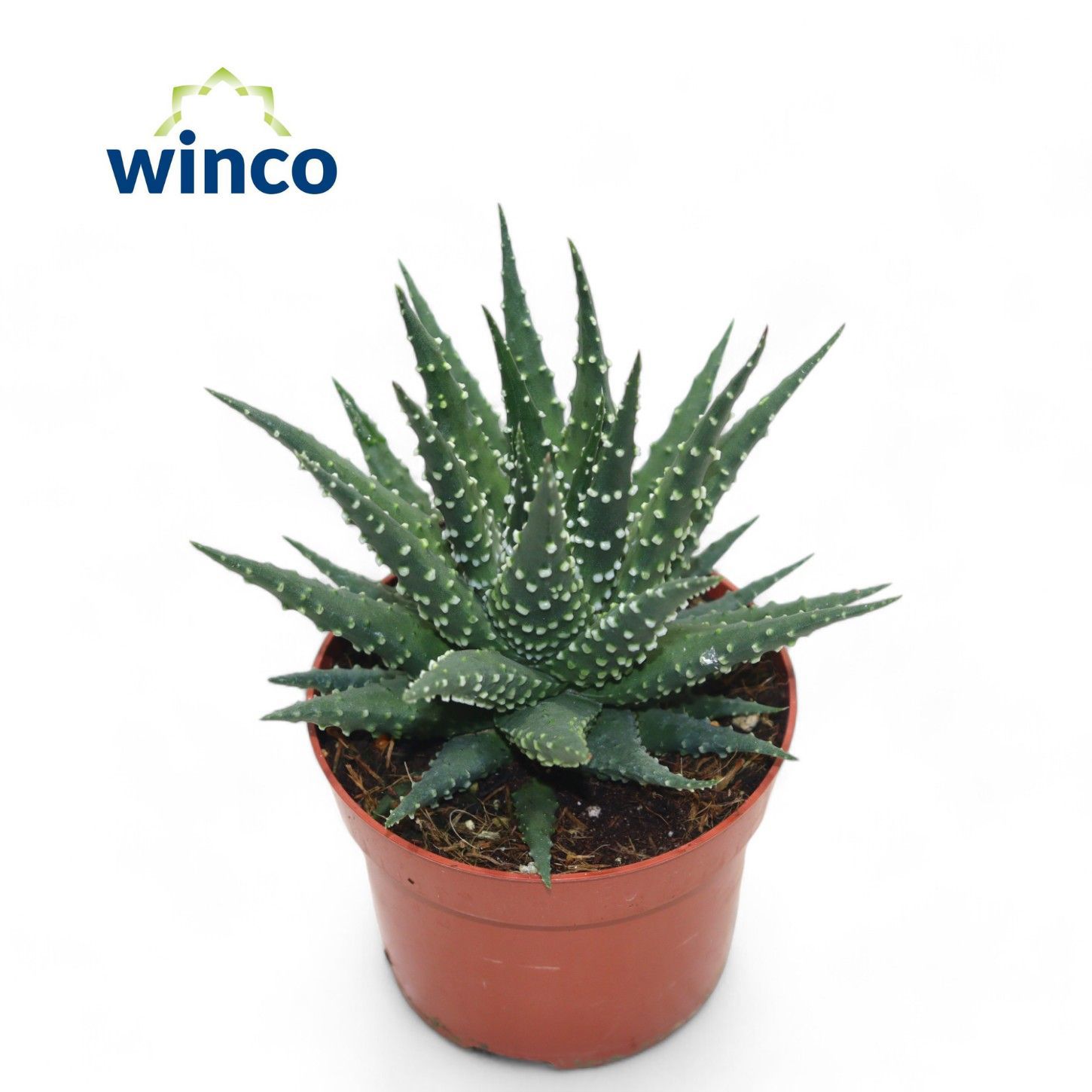 Горшечные цветы и растения оптом Haworthia Margaritifera от 10шт из Голландии с доставкой по России