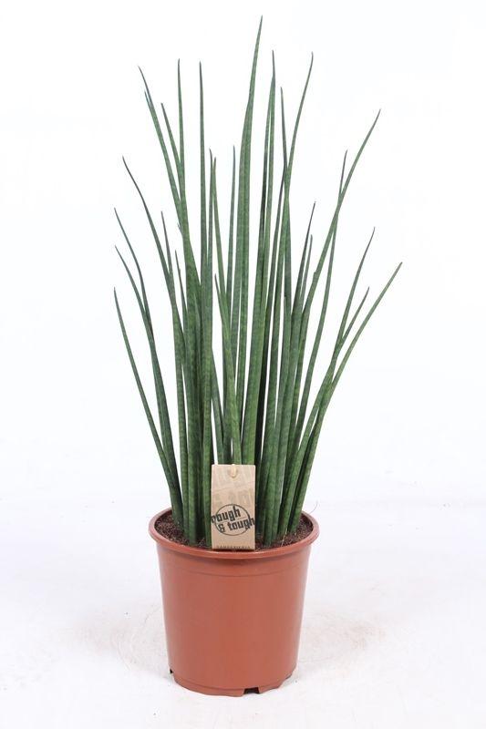 Горшечные цветы и растения оптом Sansevieria Mikado от 1шт из Голландии с доставкой по России