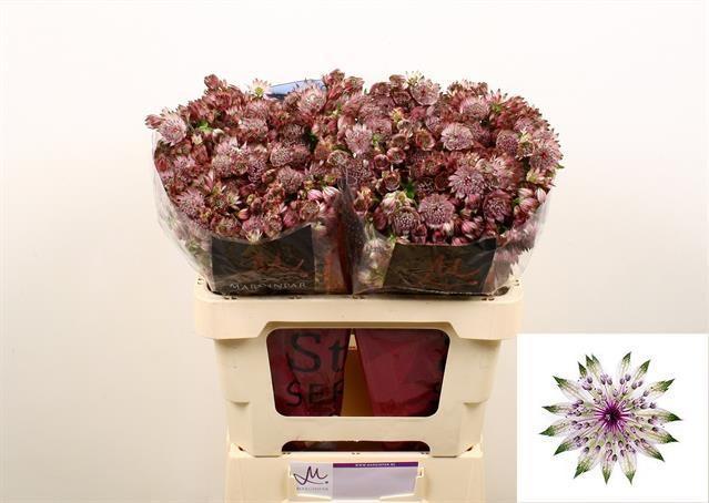 Срезанные цветы оптом Astrantia star of africa от 100шт из Голландии с доставкой по России