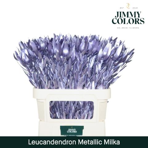 Срезанные цветы оптом Leucadendron paint metallic milka от 80шт из Голландии с доставкой по России